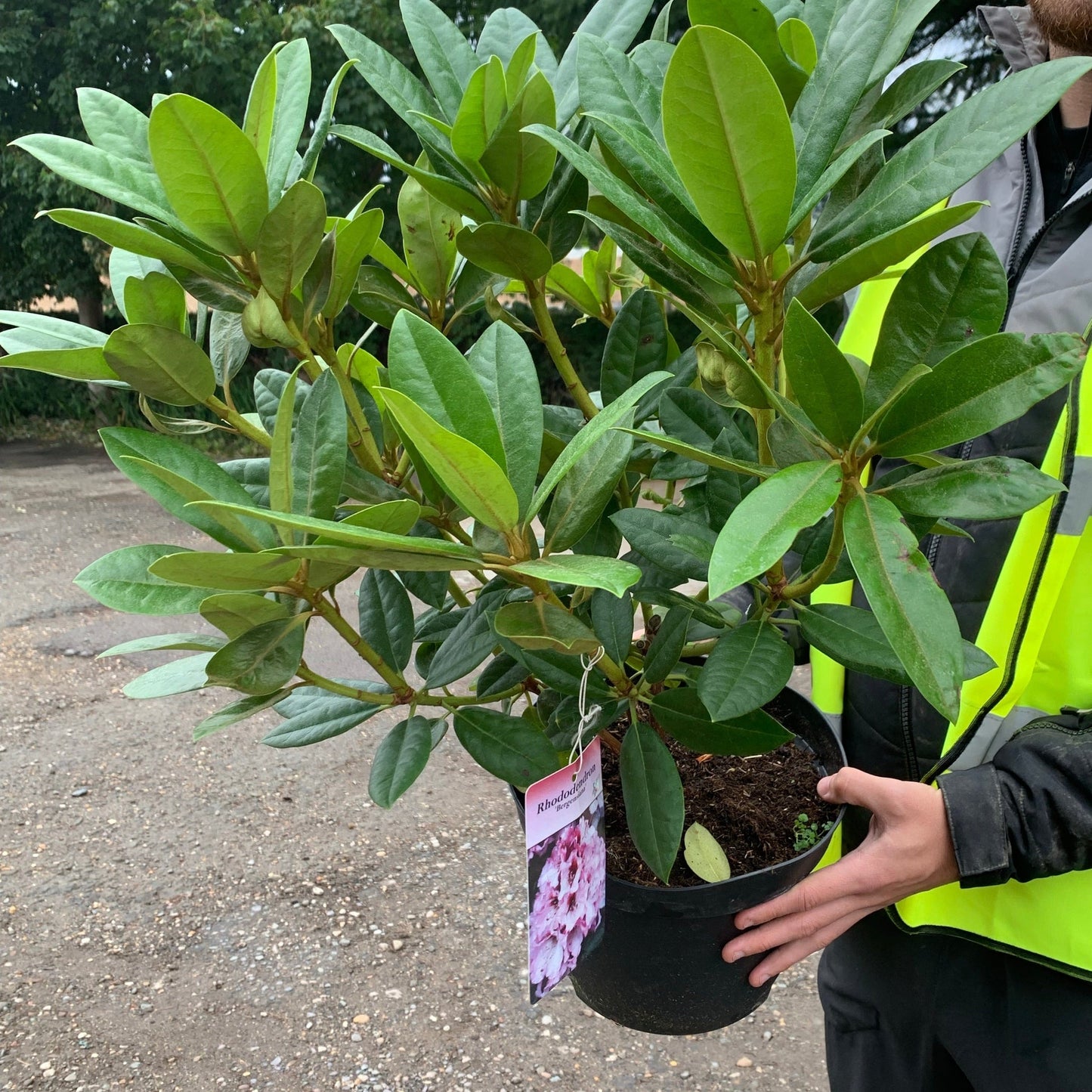 Rhododendron 'Bergensiana' 5L