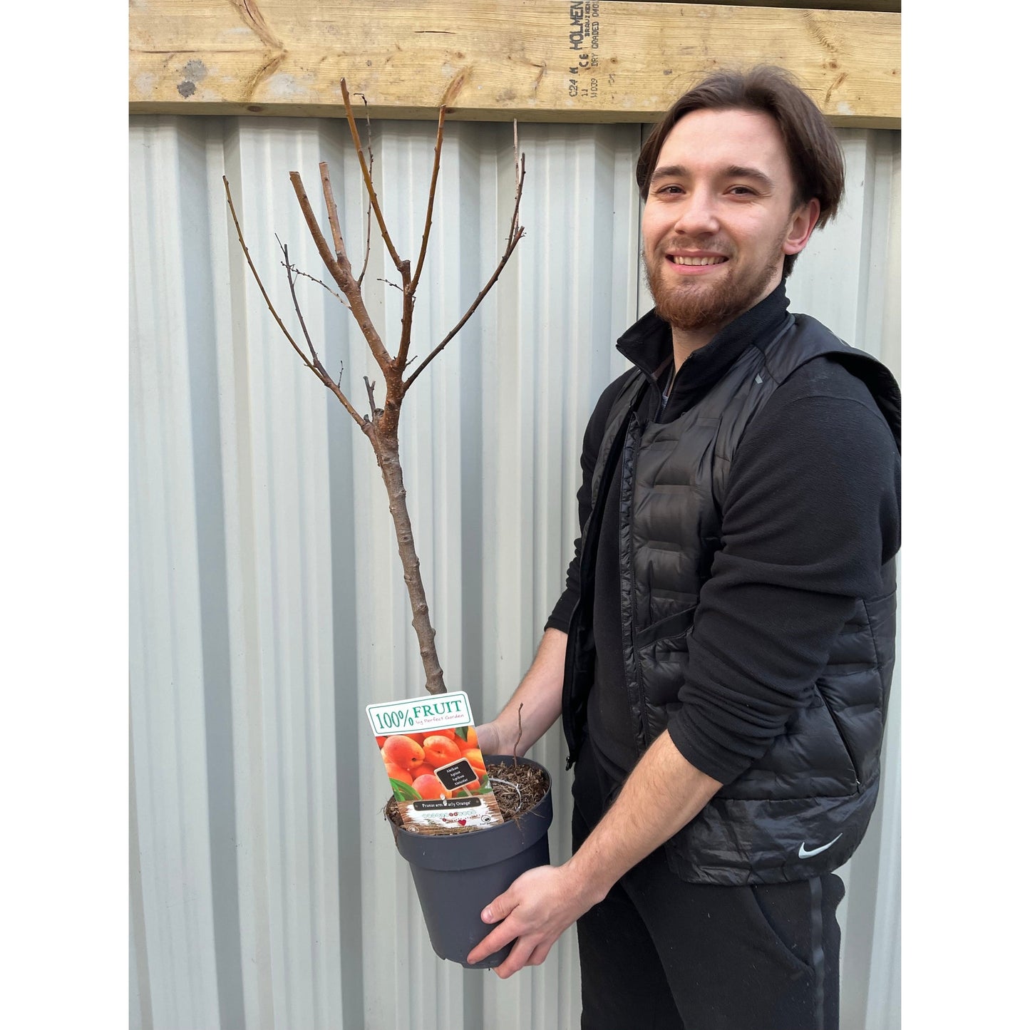 Dwarf/Patio Tree - Apricot - Prunus arm. 'Early Orange 1m