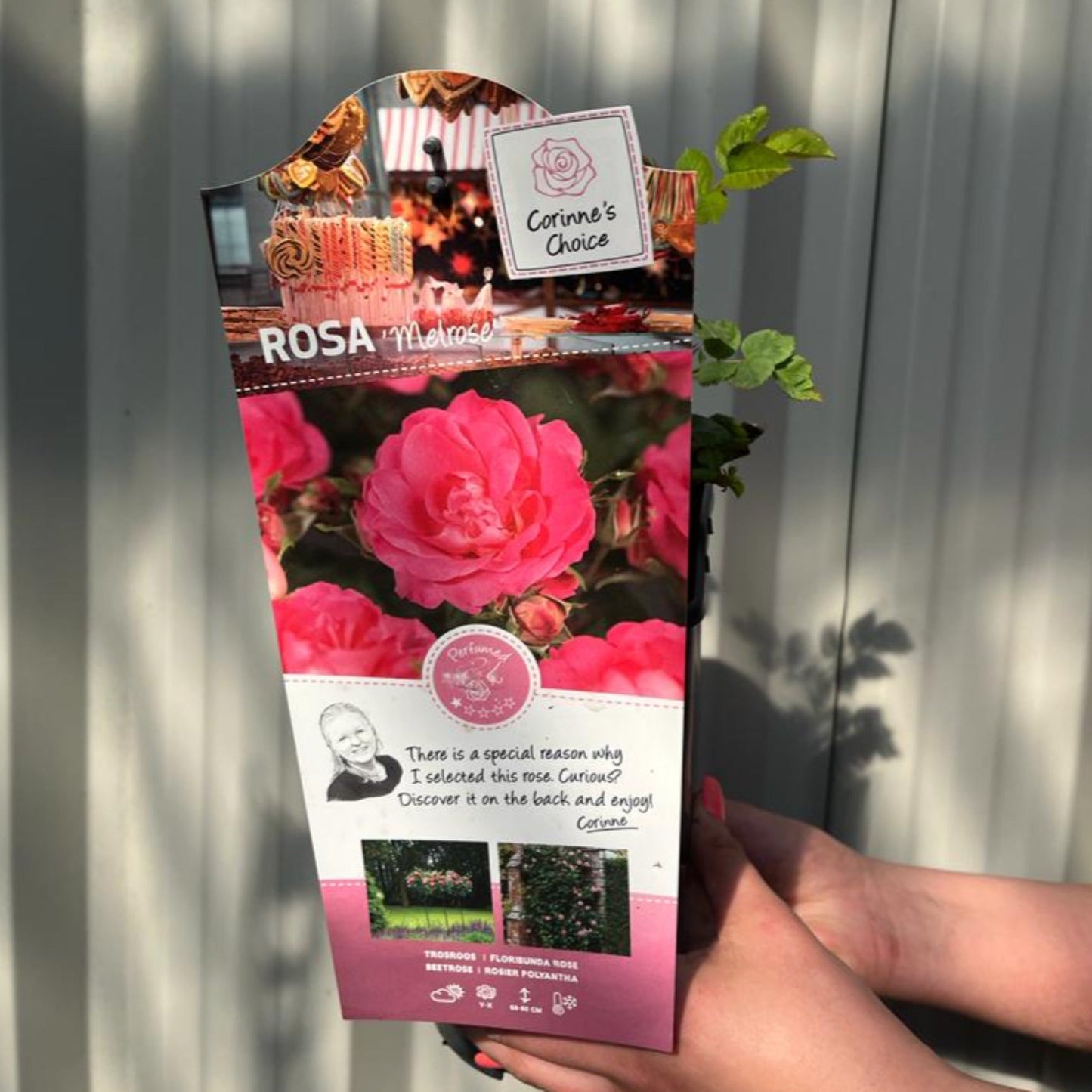 Melrose - Floribunda Rose