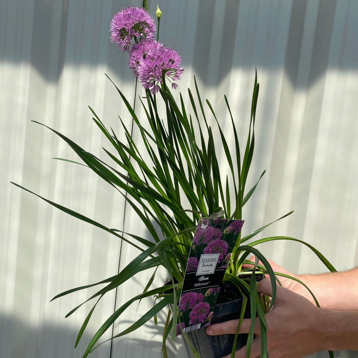 Allium 'Millenium' 2L