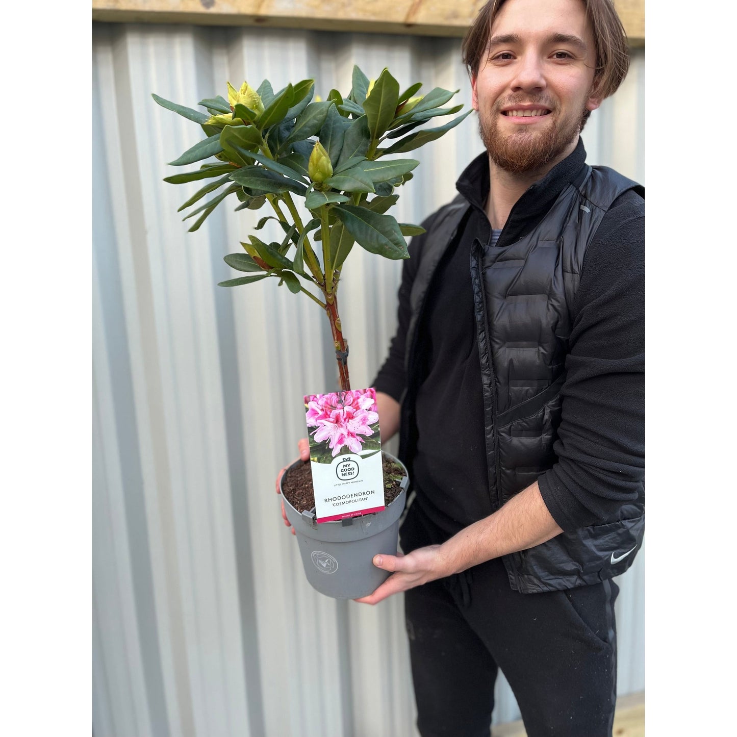 Standard Rhododendron 'Cosmopolitan' (Pink) 80cm