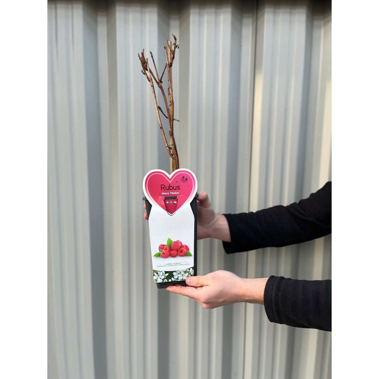 Raspberry 'Meeker' 1L
