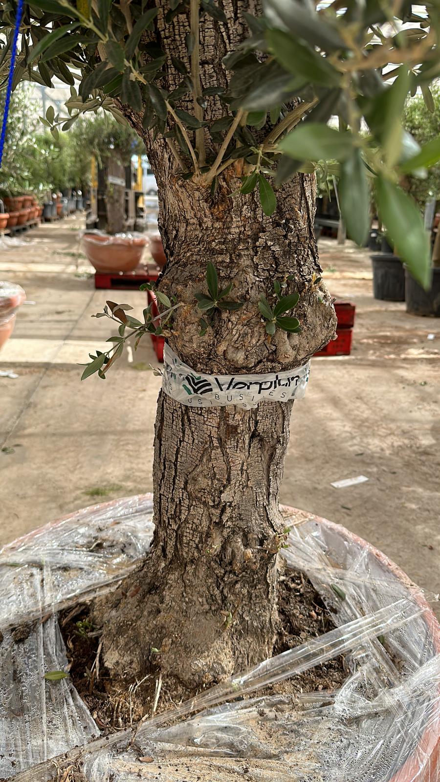Olive Tree 75L Terracotta Bowl 1.3-1.4m Multibuy Offers Available)