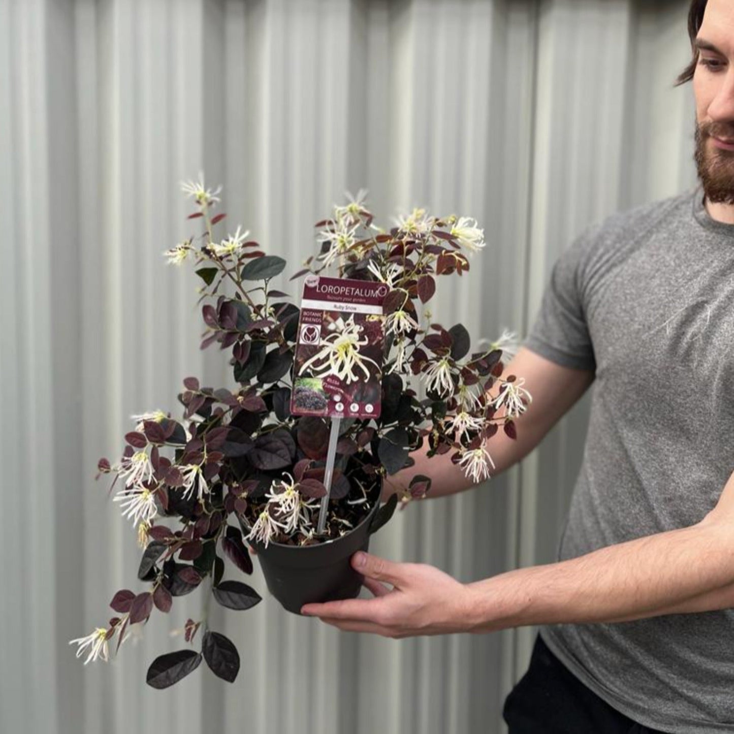 Loropetalum Chinense 'Ruby Snow' 2L