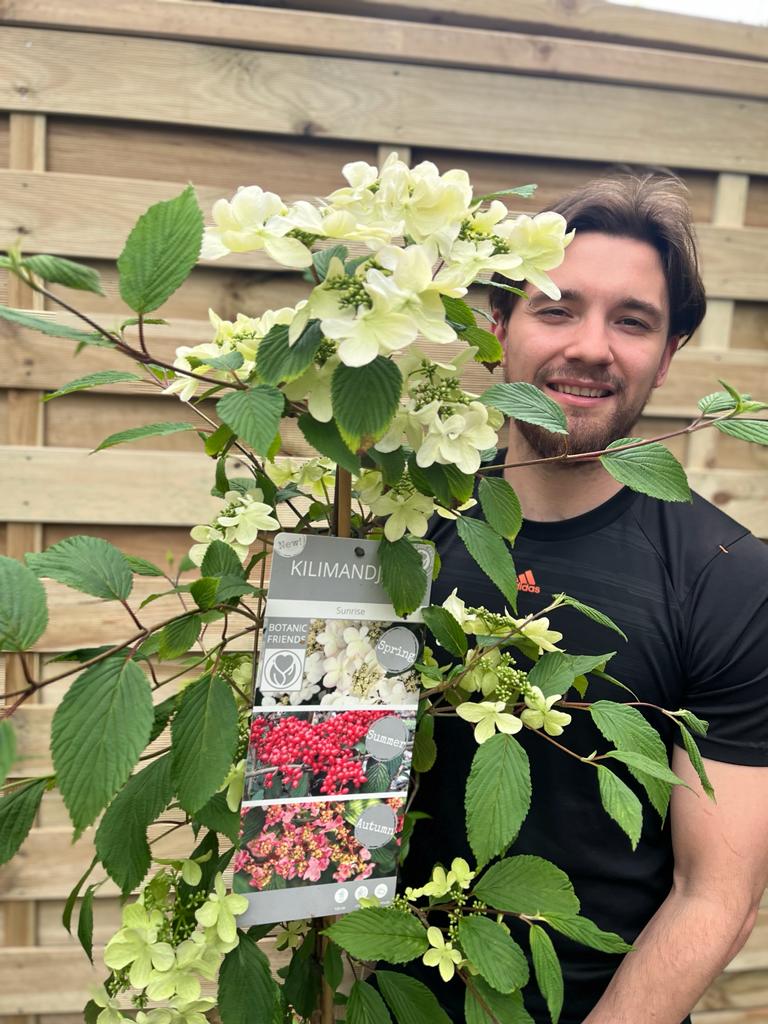 Viburnum Kilimandjaro Sunrise 100cm