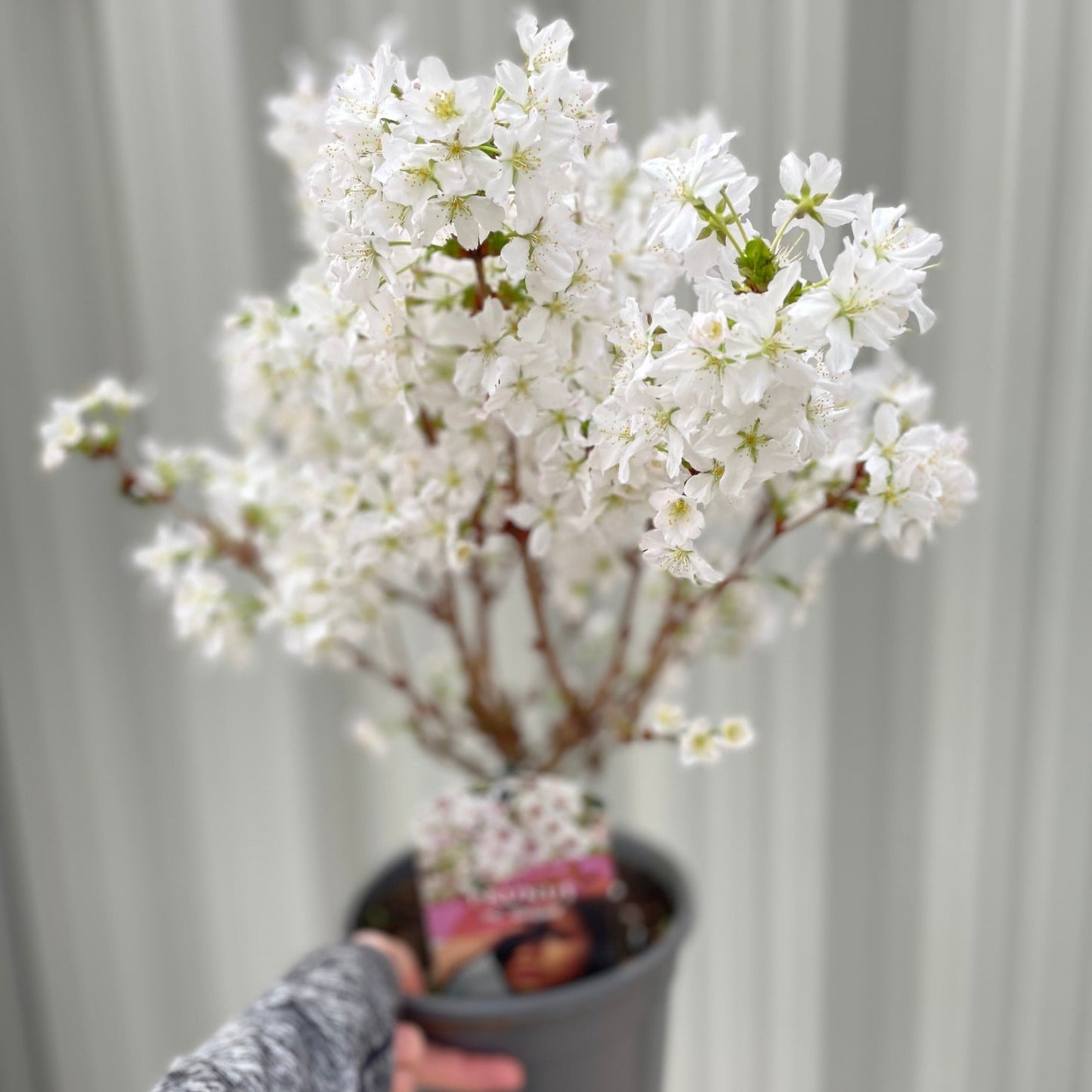 Ornamental Flowering Cherry Blossom Shrub - €˜Briljant€™