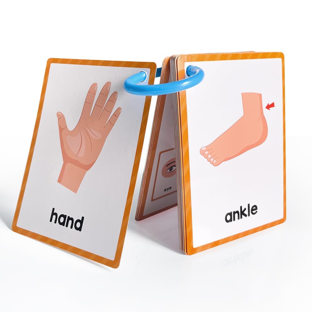 Lachilly Body Parts Learning Flashcards – 28 Words, 15 Double-Sided Cards for Kindergarten–1st Grade
