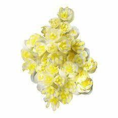May Chang Essential Oil 10mlโ Lemony-fresh, uplifting, and slightly spicyโa bright citrus awakening.
