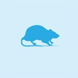 Monkfield Rat - Weaner Large (51-100g)
