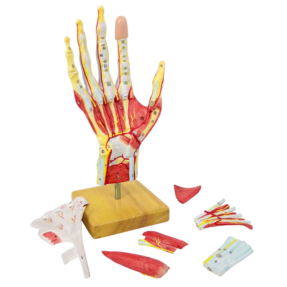 NEW HORIZON 2025 Hand Anatomy Model — Life-Size 7-Part with Muscles & Vessels