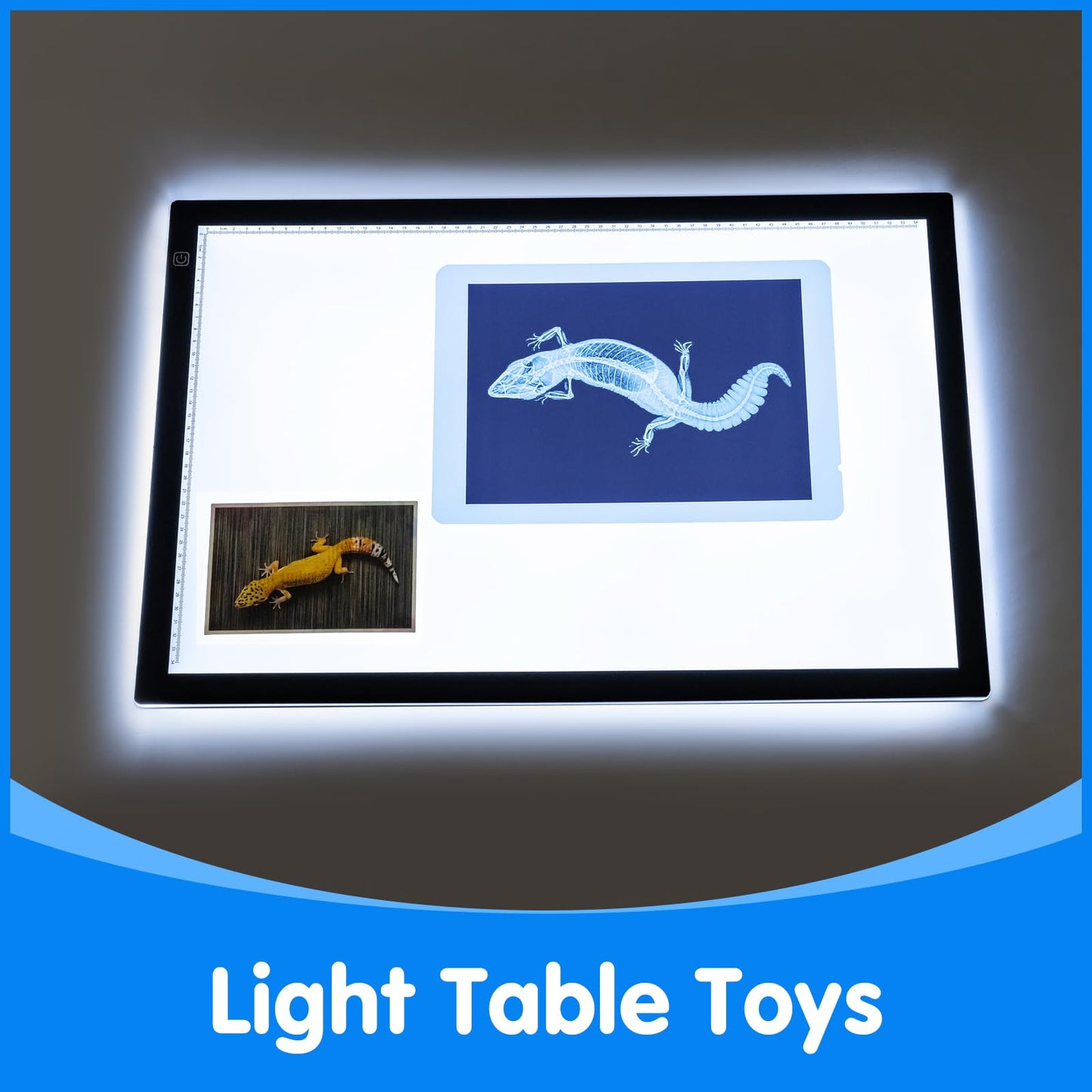 Odoorgames Animal Xrays & Picture Cards — Educational Vet Toy Kit for Kids (20 X-Rays + 20 Photos)