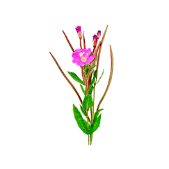 Palmarosa Essential Oil 10ml– Floral, rosy, and gently citrusy—like fresh-cut blooms in the sun.