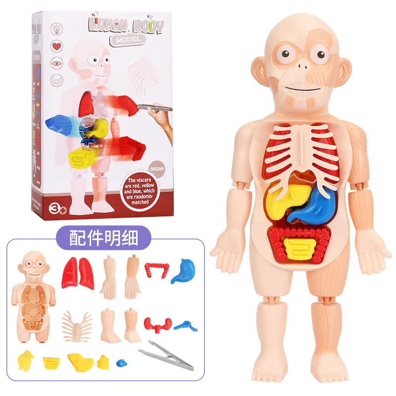 doctor toys human plastic toys