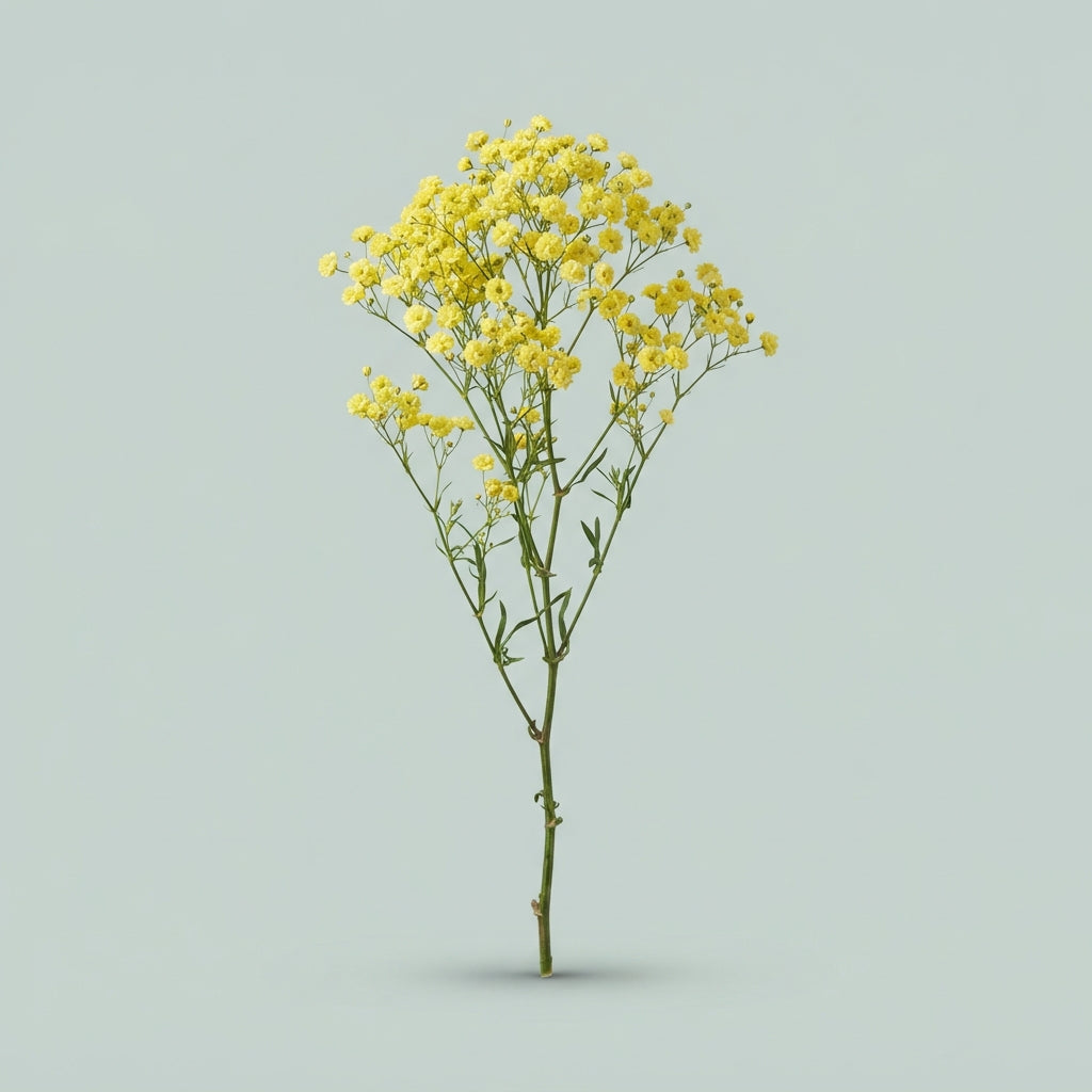 Dyed Yellow Gypsophila - Gypsophila