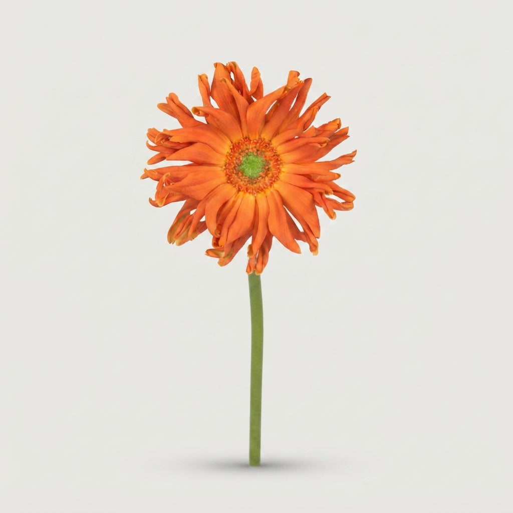 Gerbera Large Pasta Marinara