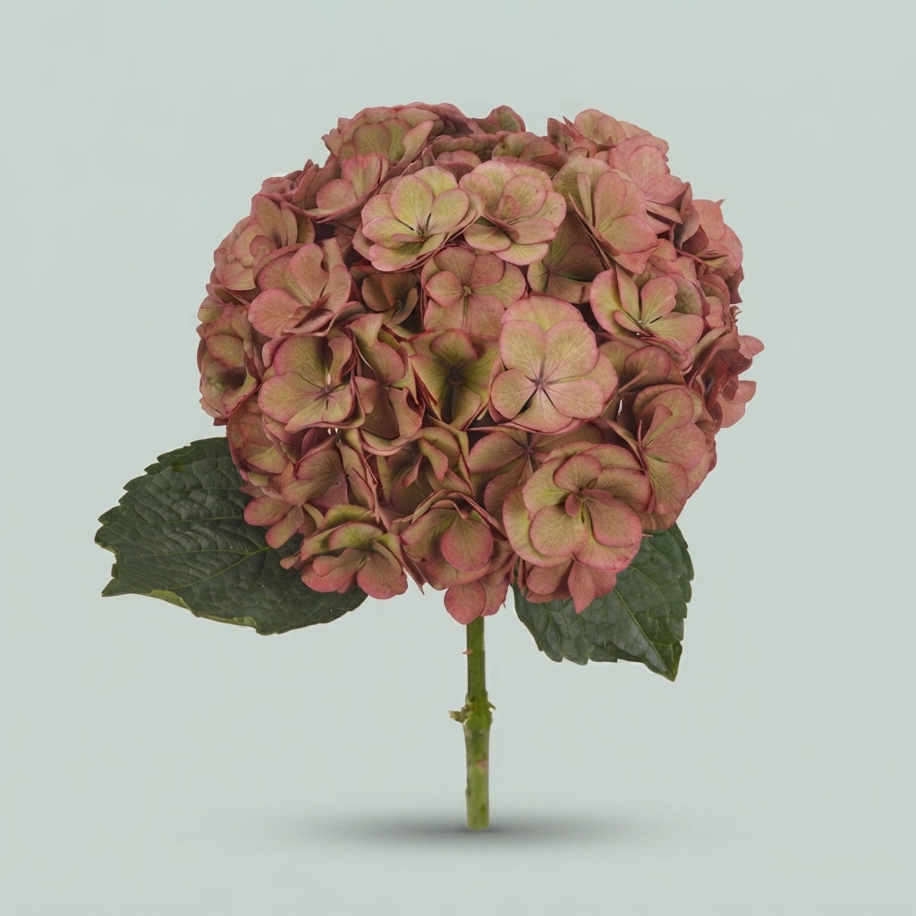 Hydrangea - Royal Anastasia (classic)