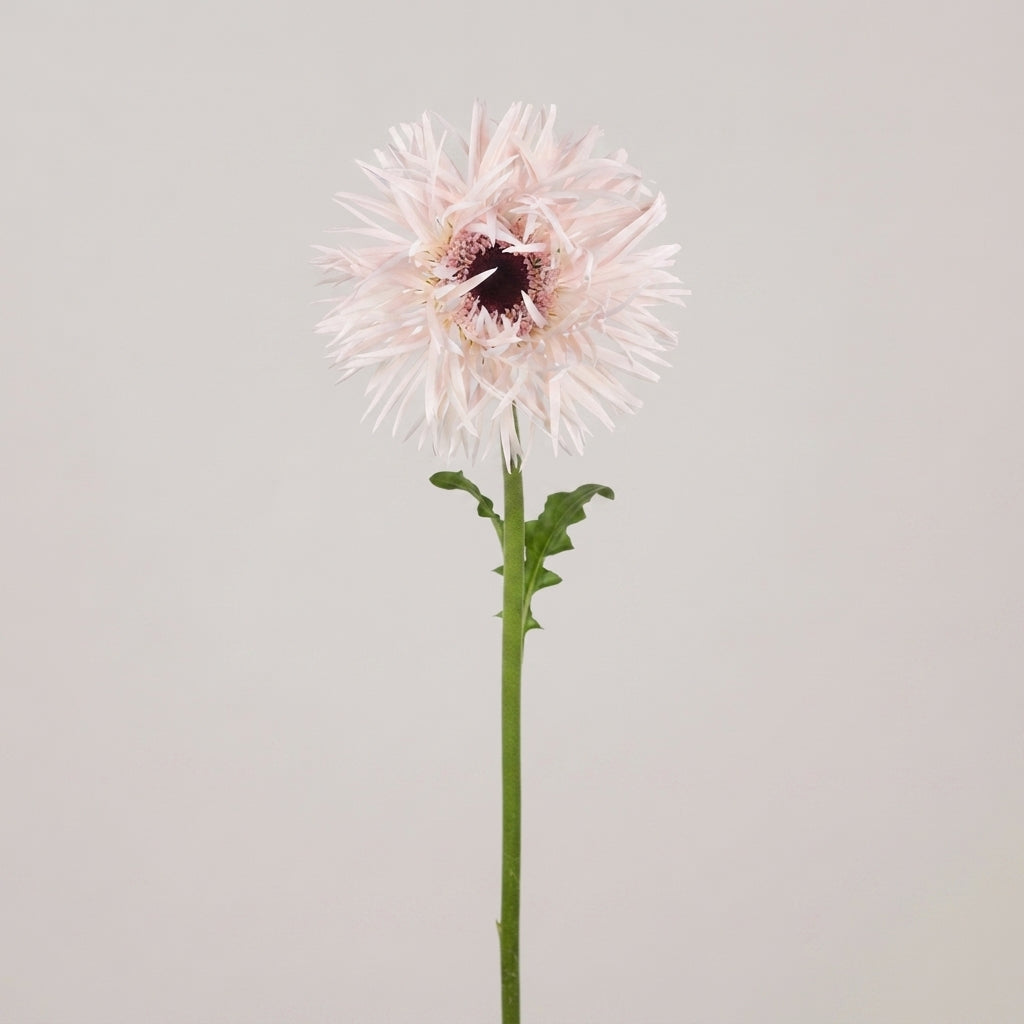 Gerbera Large Spider Cream Springs