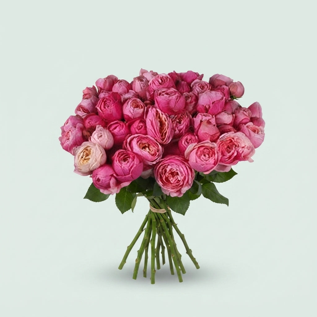 Spray Rose - Rosa - Silva Pink+