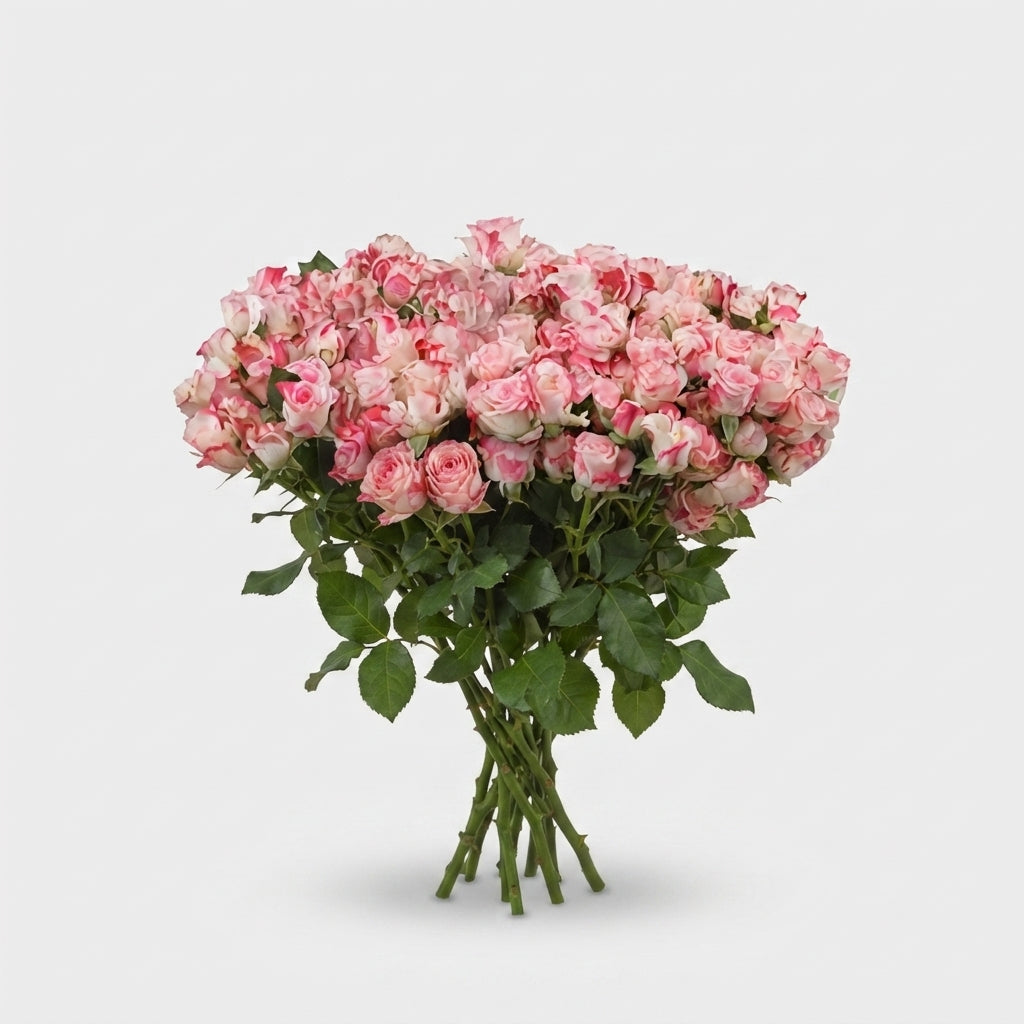 Spray Rose - Rosa - Reflex
