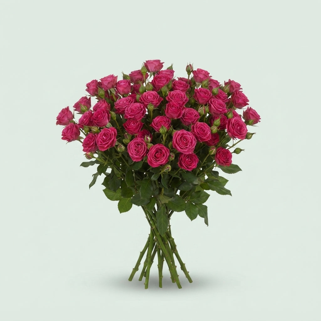 Spray Rose - Rosa - Pink Yo-Yo