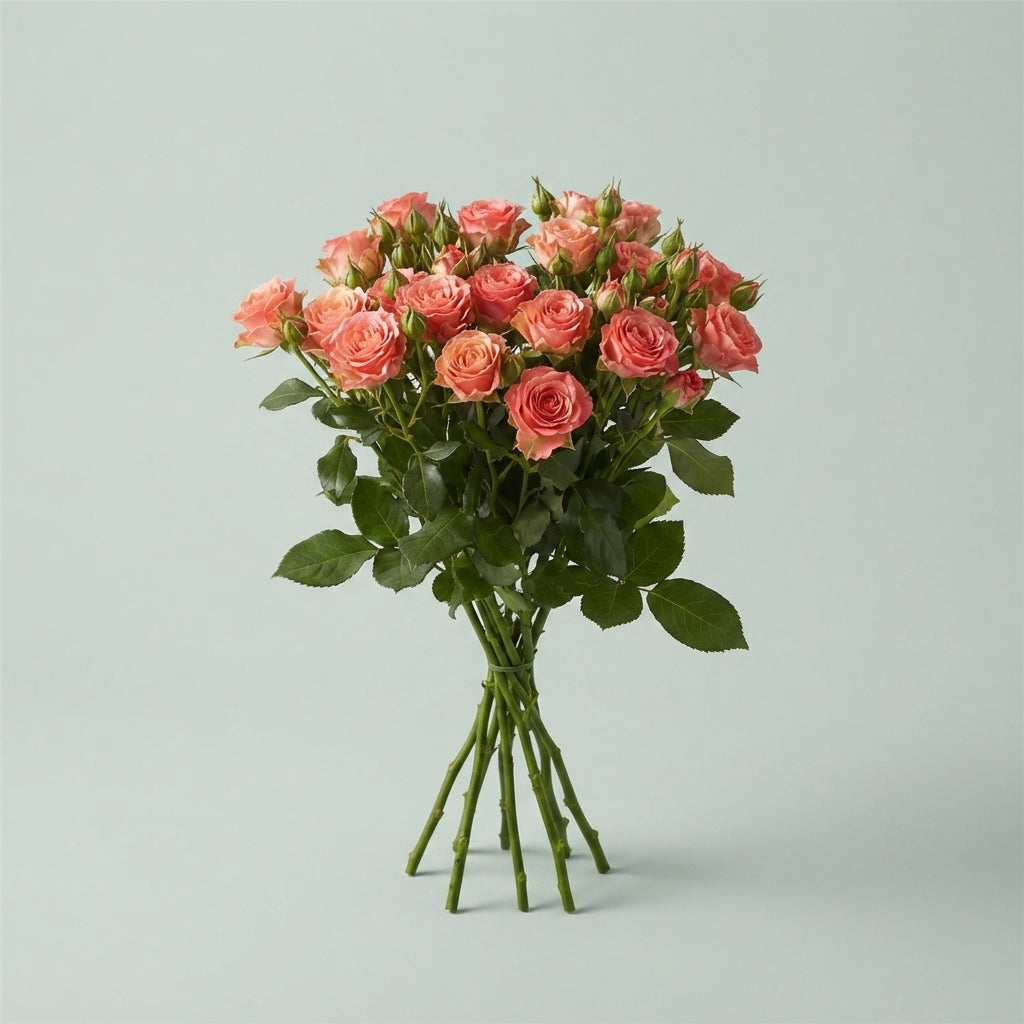Spray Rose - Rosa - First Date