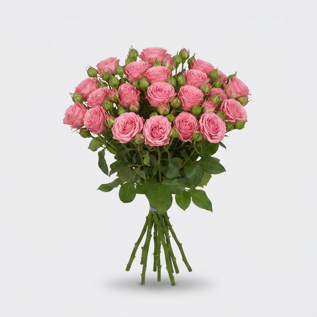 Spray Rose - Rosa - Barbados