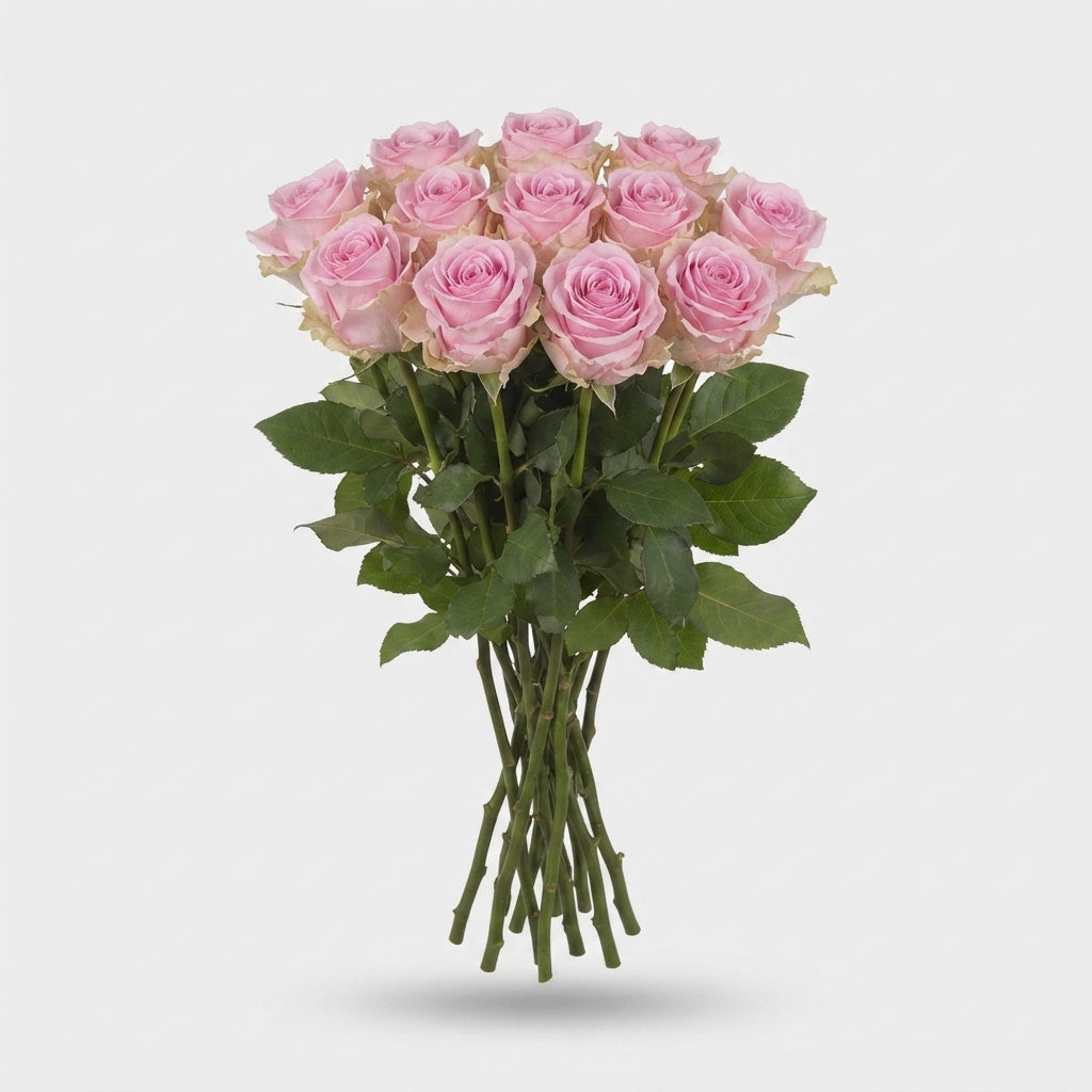 Rose - Rosa - Zaina