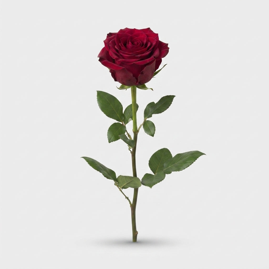 Rose - Rosa - Venturoso