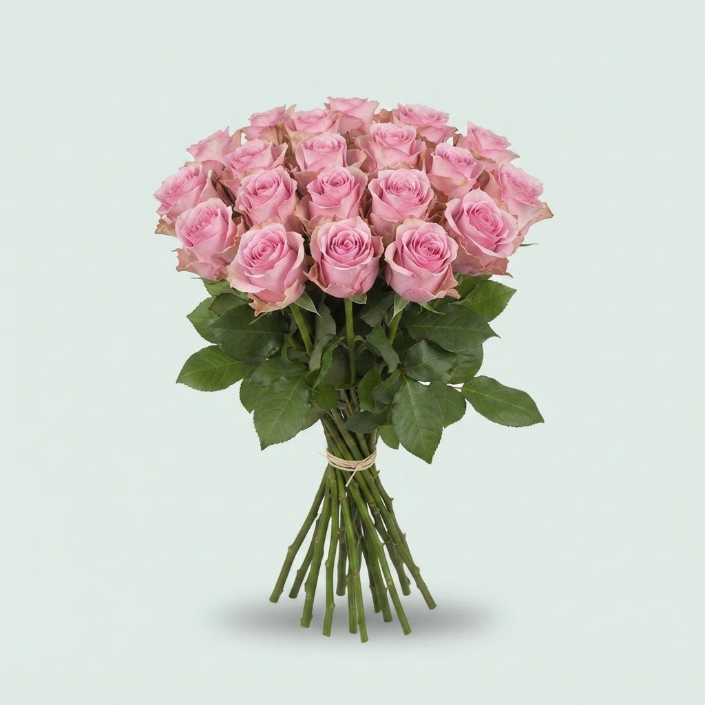 Rose - Rosa - Jessika