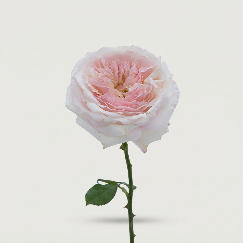 Rose - Rosa - Large Flowered