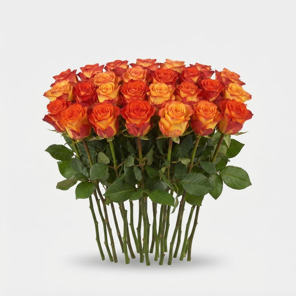 Rose - Rosa - Firefox