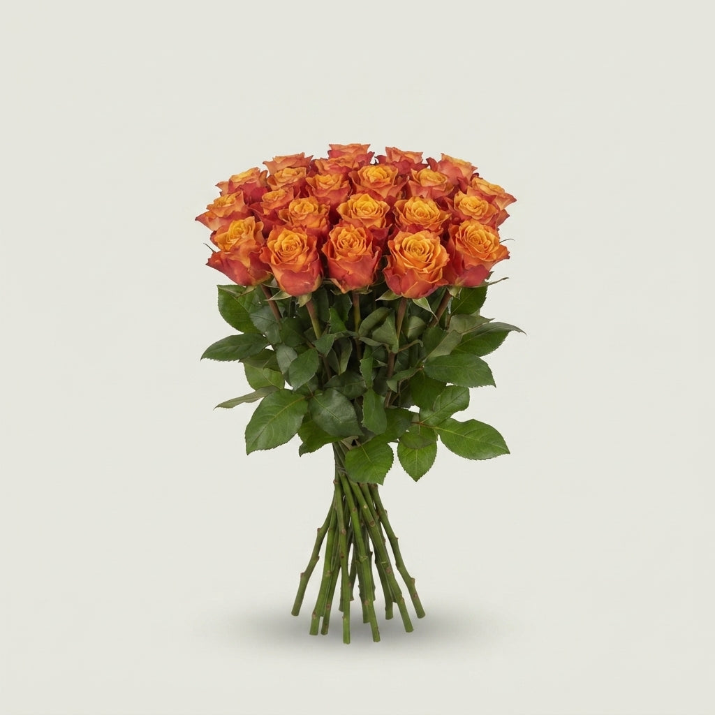 Rose - Rosa - Downtown