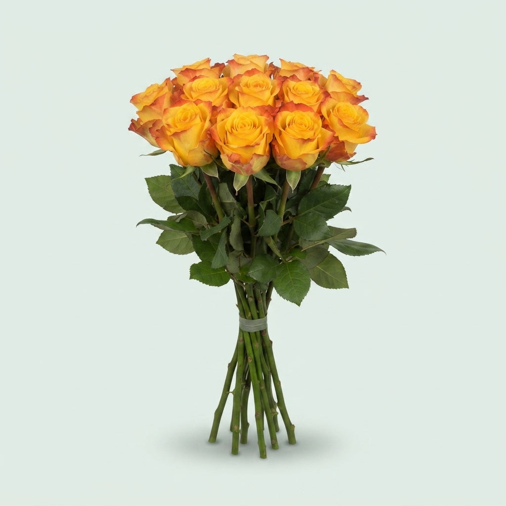 Rose - Rosa - Catalunya