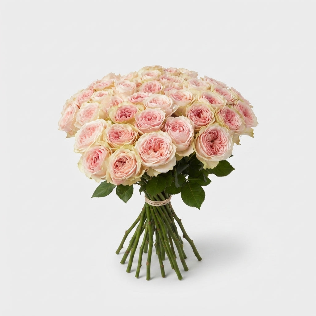Rose - Rosa - Ballerina