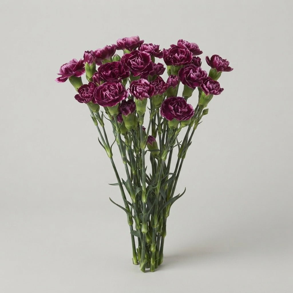 Spray Carnation - Dianthus - Berry