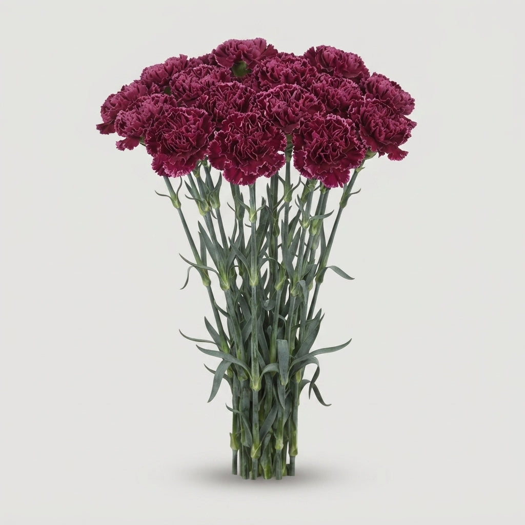 Standard Carnation - Dianthus - Nobbio Burgundy