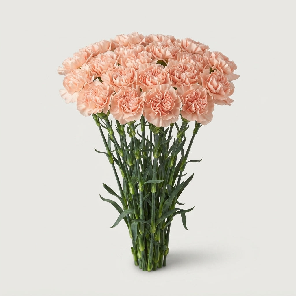 Standard Carnation - Dianthus - Lizzy