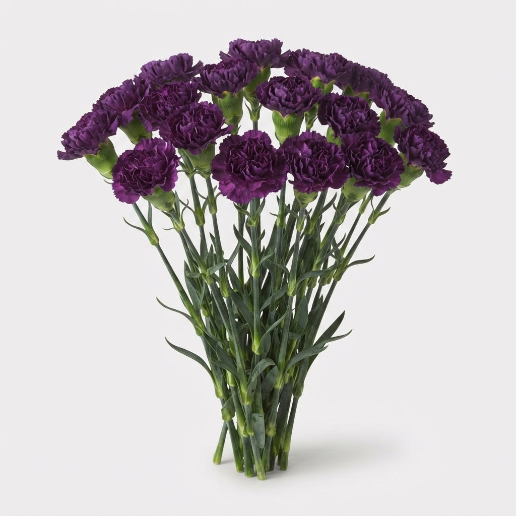 Carnation - Dianthus - Extasis