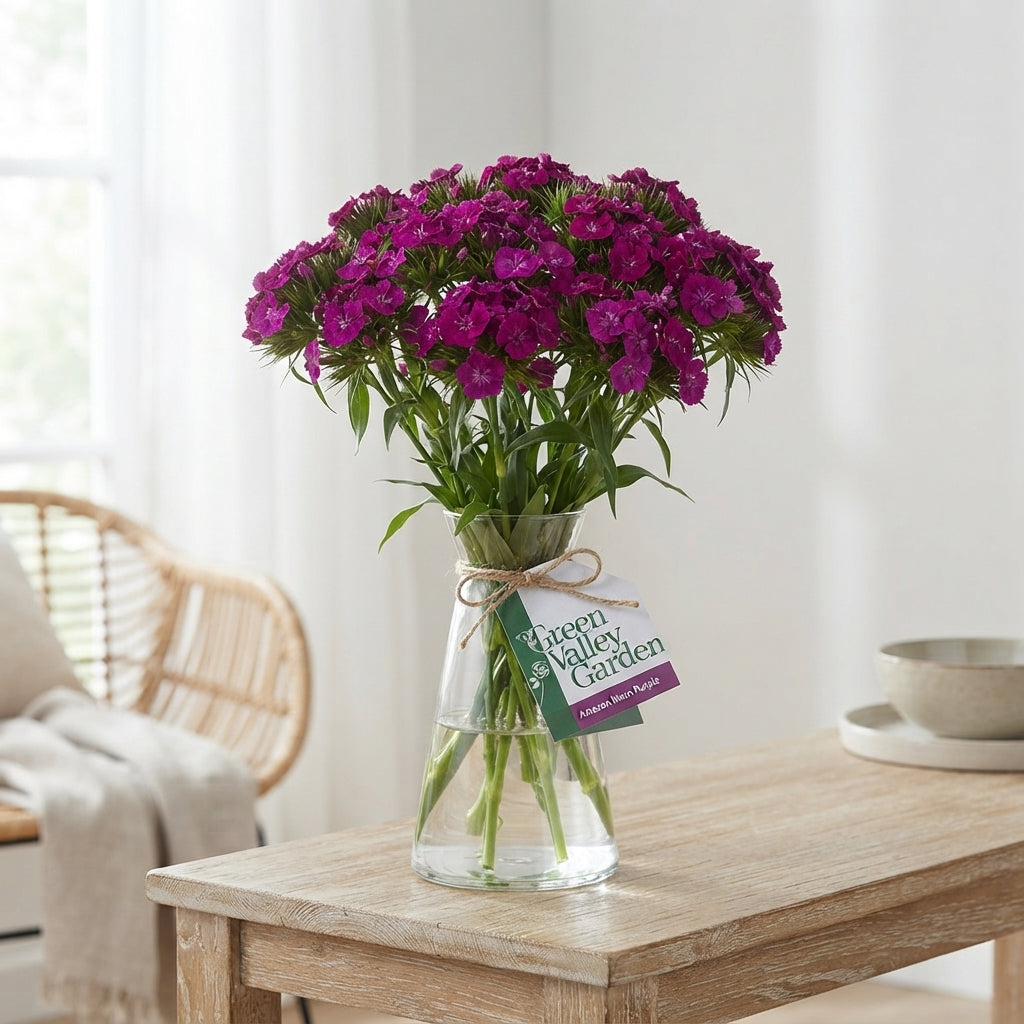 Sweet William ‘Amazon Neon Purple’ – 55cm Stems
