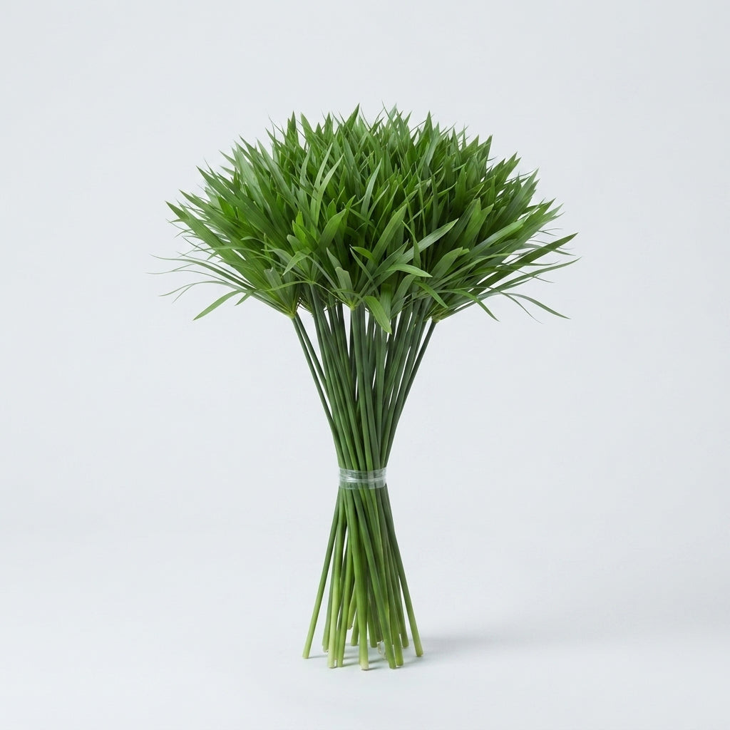 Cyperus Glaber - Plastic