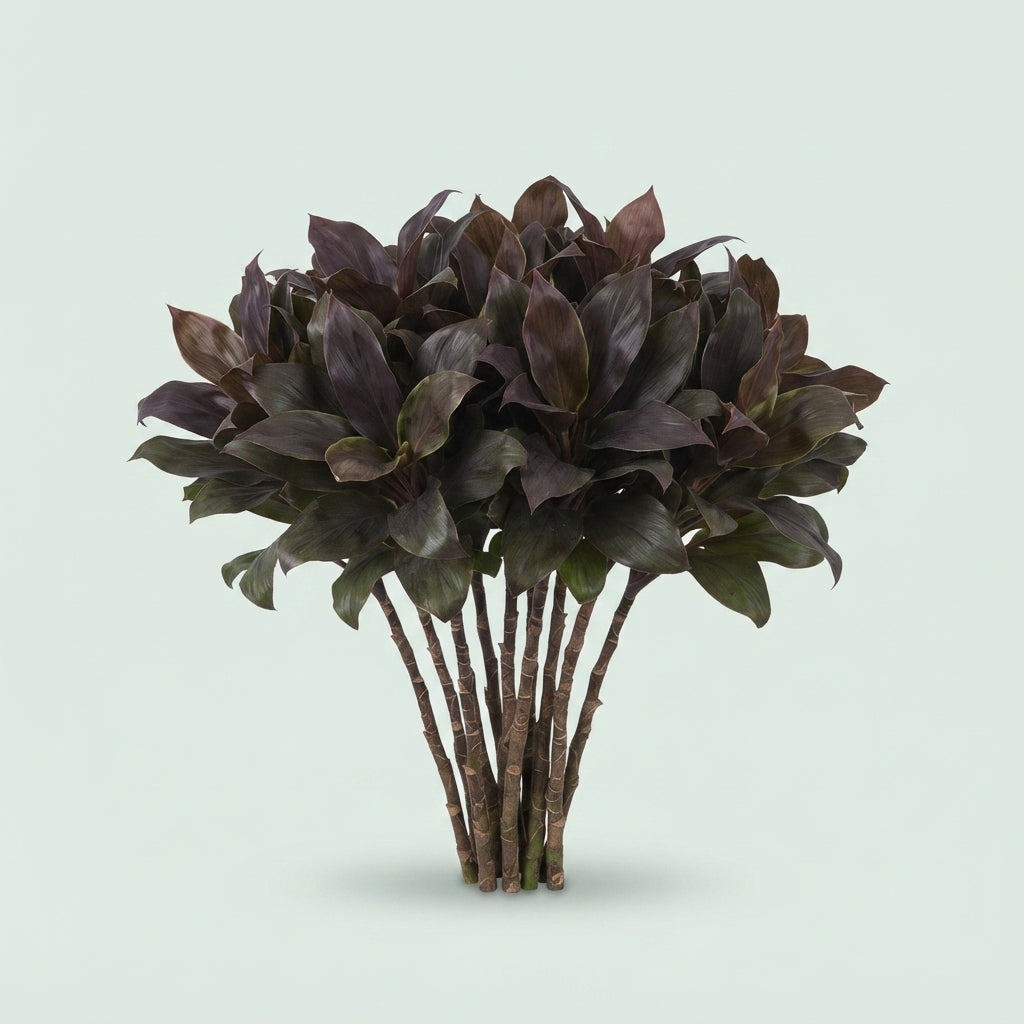 Cordyline - Dracaena - Compacta Groen
