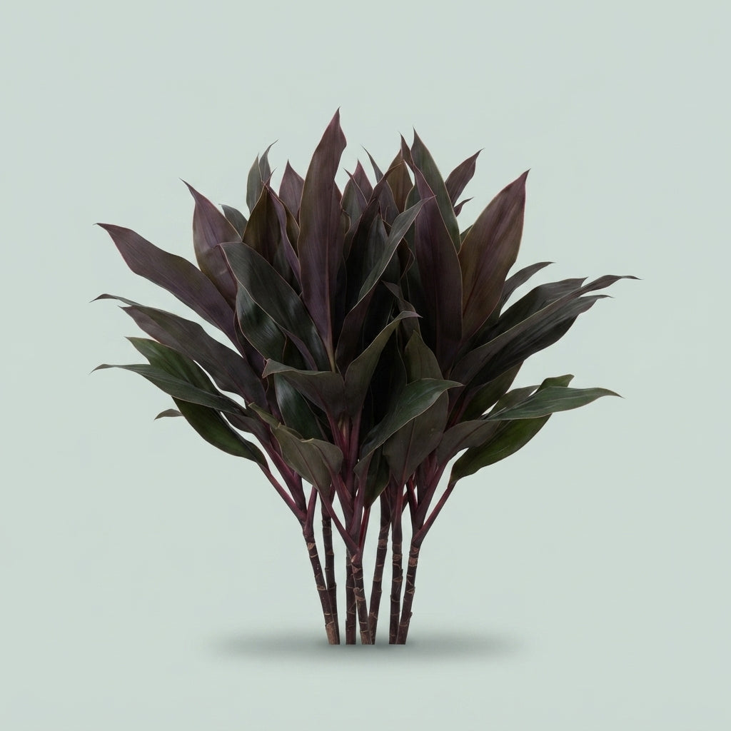 Cordyline - Plastic
