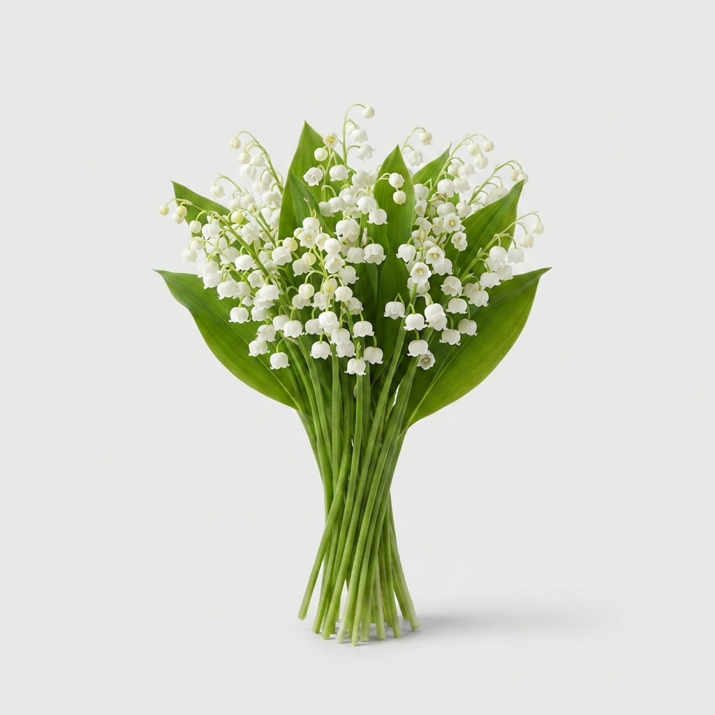 Dark Red Convallaria Bulb Flower Stems – 20cm