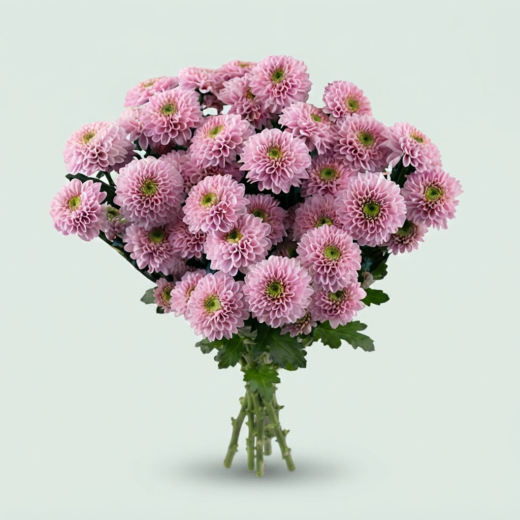 Spray Chrysanthemum - Letsgo Pink