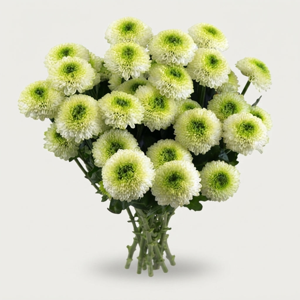 Spray Chrysanthemum - Chrysanthemum - Fontina