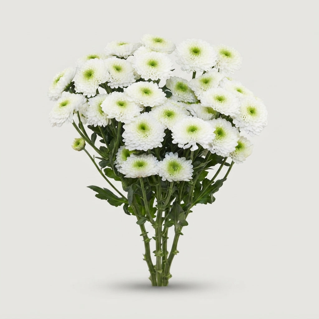 Spray Chrysanthemum - Chrysanthemum (Indicum Grp) - Daydream