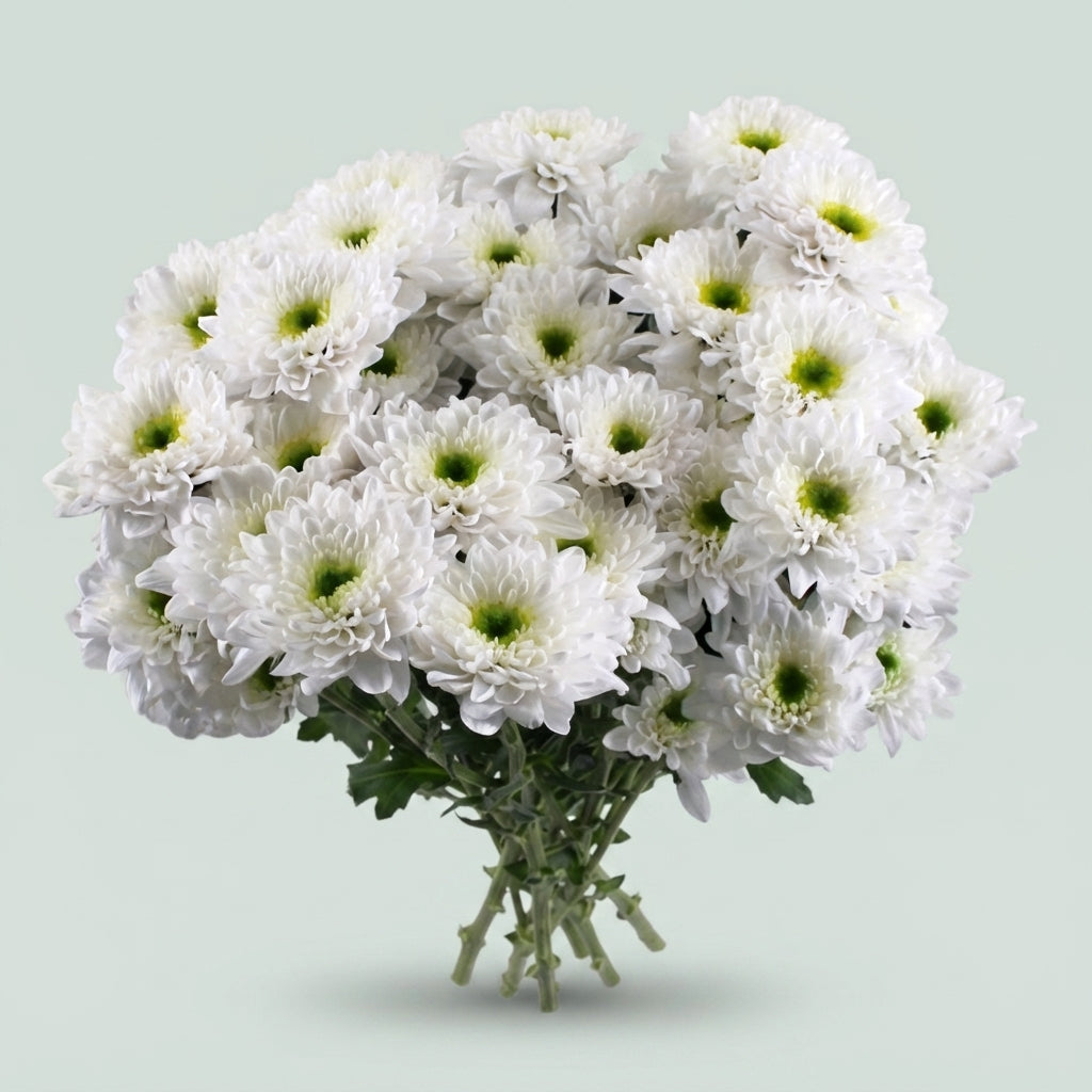 Spray Chrysanthemum - Chrysanthemum - Commander