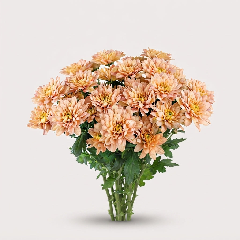 Spray Chrysanthemum - Chrysanthemum - Baltica Salmon