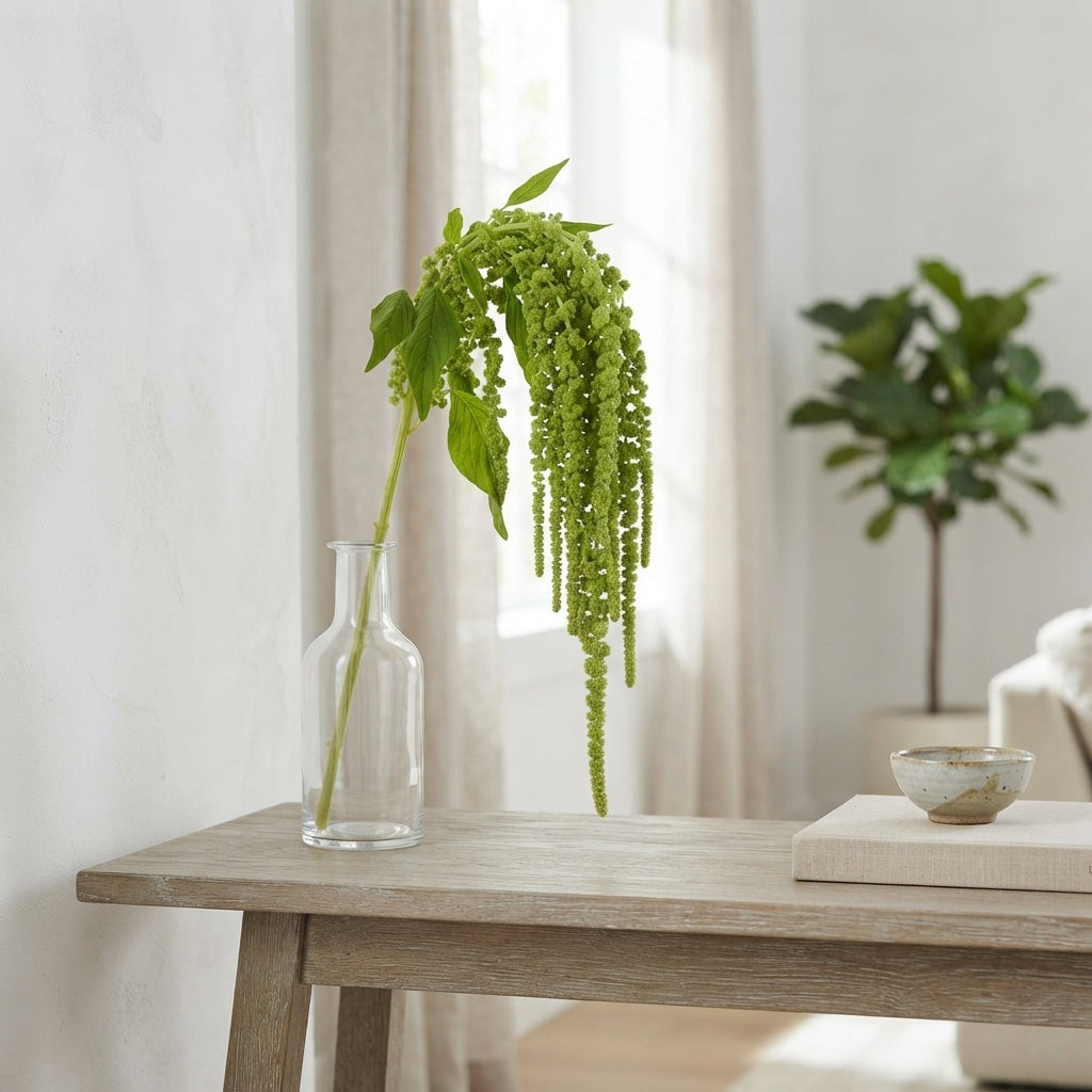 Green Amaranthus ‘Cycloop’ – 75cm Stems