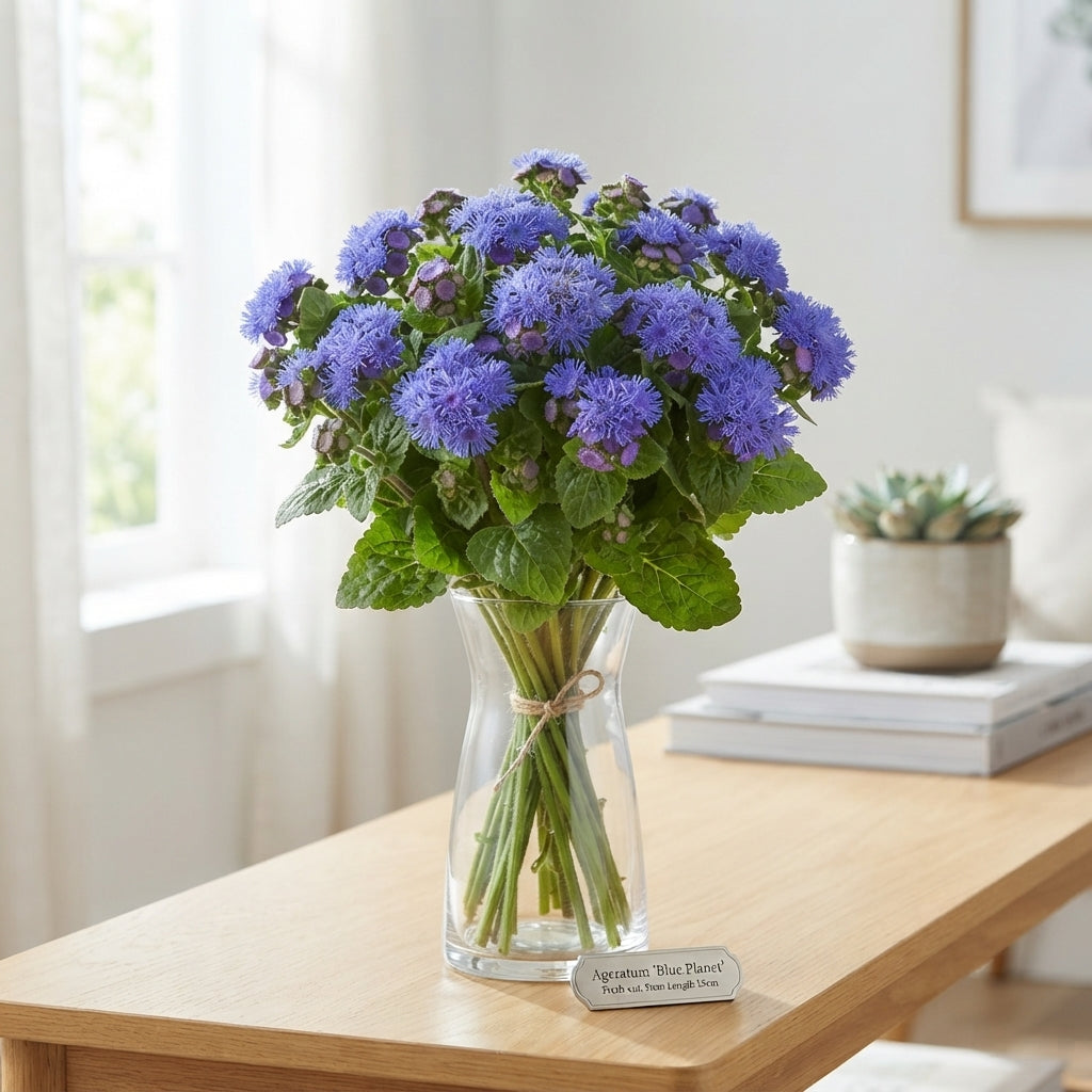 Ageratum ‘Blue Planet’ Blue Cut Stems – 55cm
